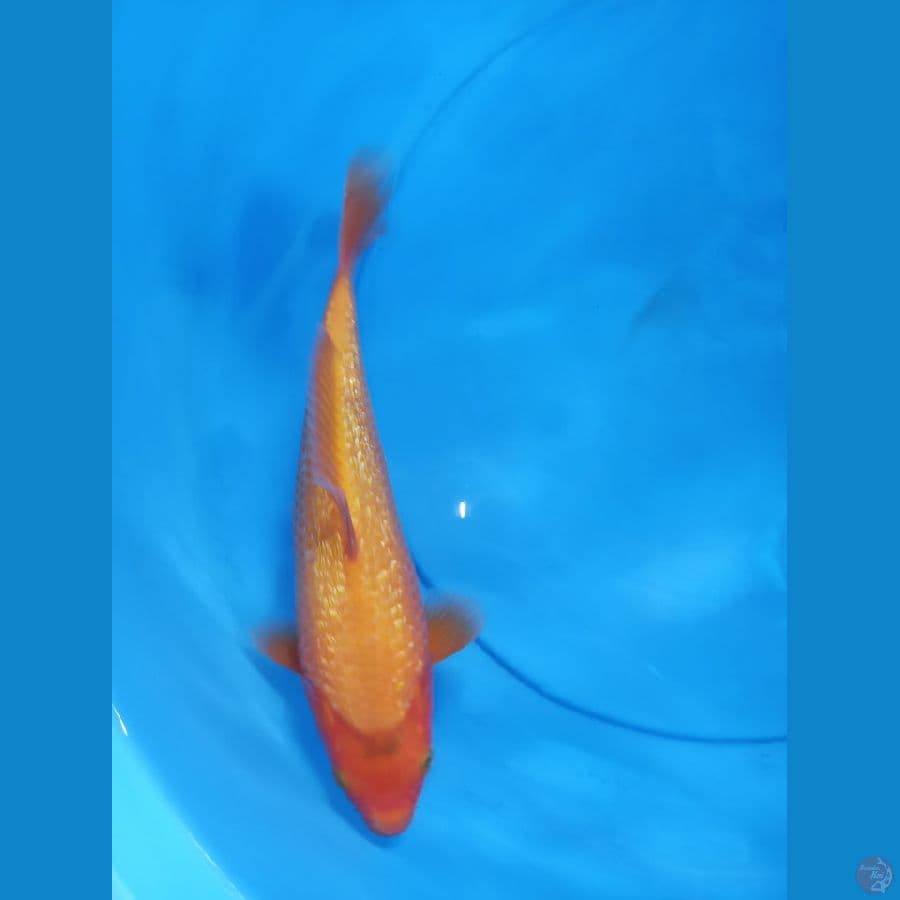 red karasi ginrin 25 cc
