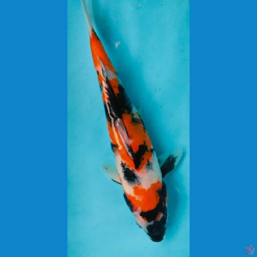 showa 30cm