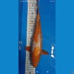 karasi asagi male 37 cm