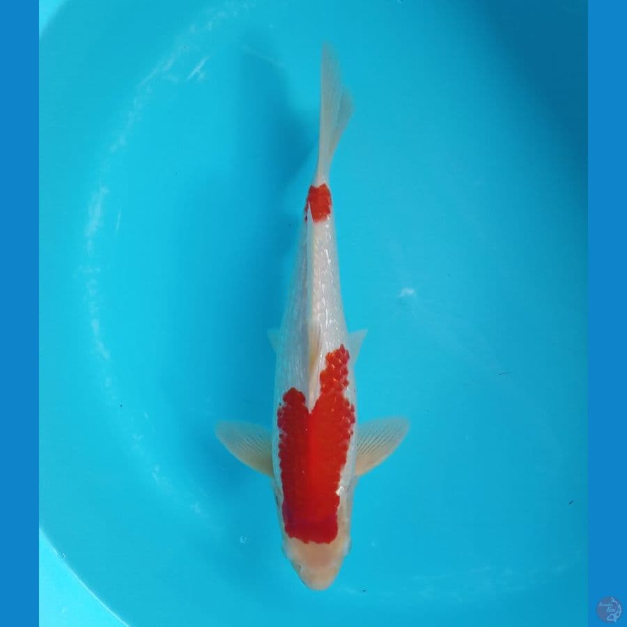 KOHAKU GINRIN STRONG MALE 35CM