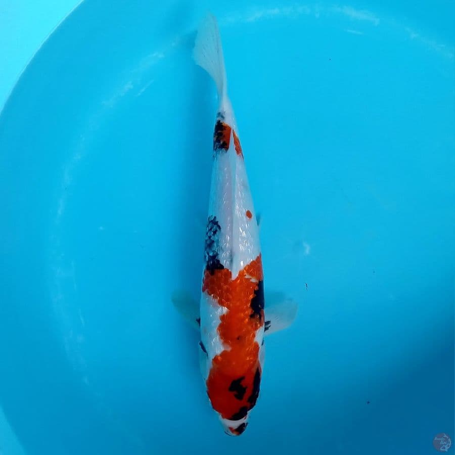 SHOWA GINRIN TATEGOI 38CM