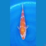 KUHAKU KOYO 37 CM / MALE