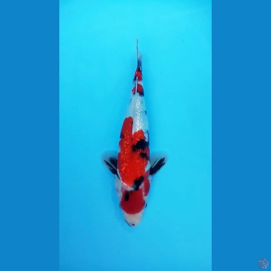SHOWA GINRIN 34 CM / MALE