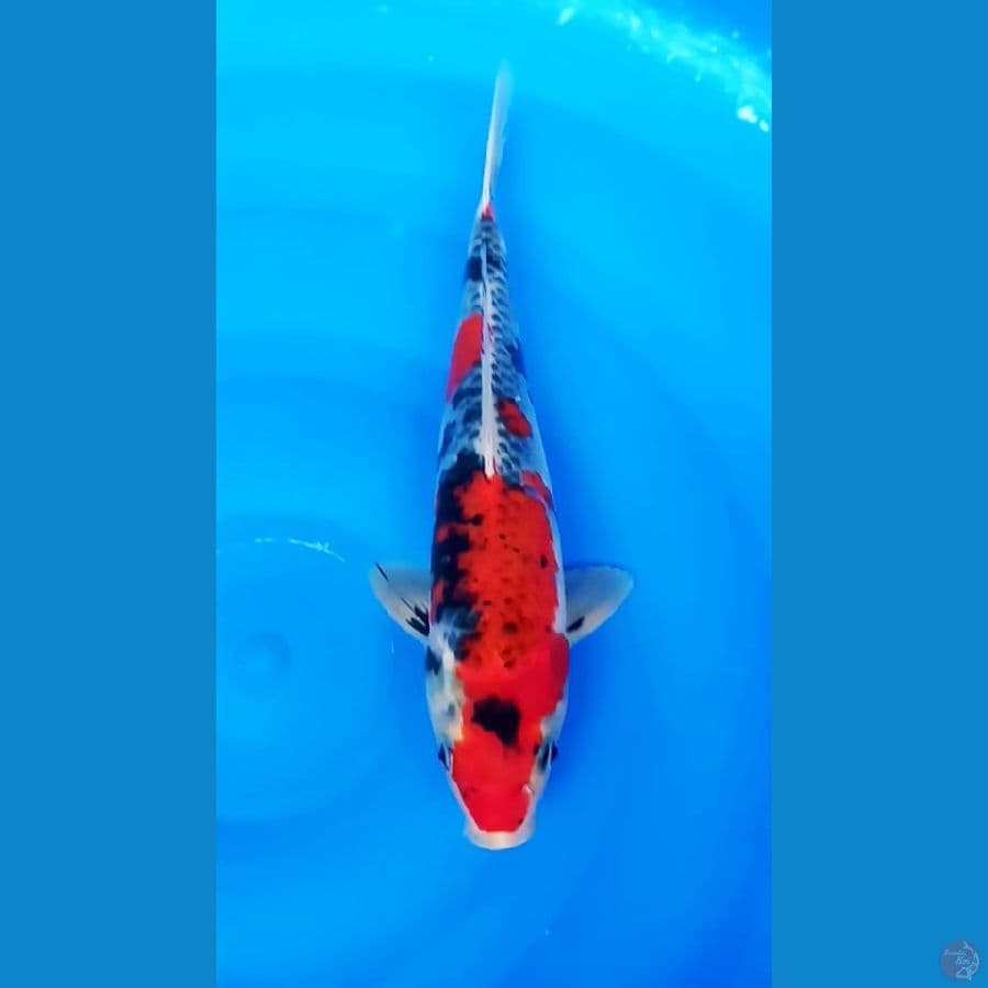KAGE SHOWA 32 CM / MALE