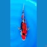 KAGE SHOWA 32 CM / MALE