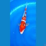 SHOWA TATEGOI 36 CM / MALE