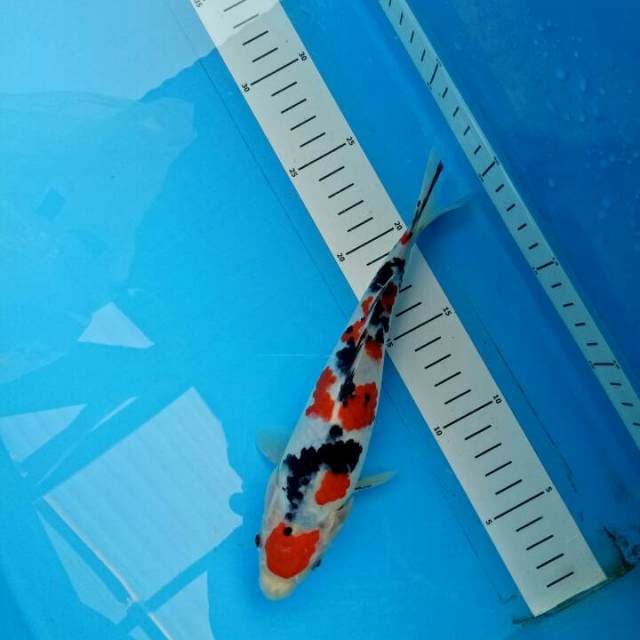 Sanke 22 cm