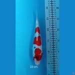 kawarimono 23 cm.