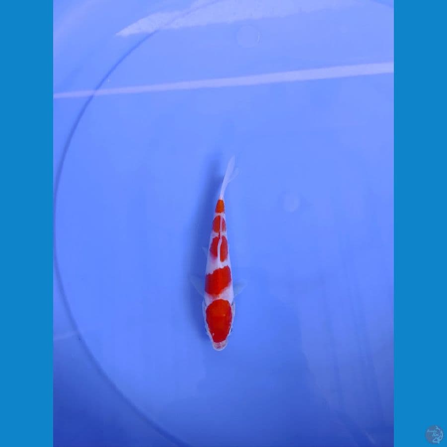 minion kohaku 15cm