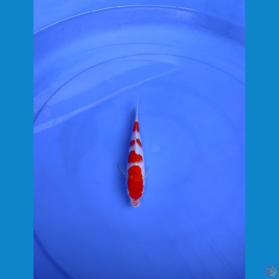 minion kohaku 18cm