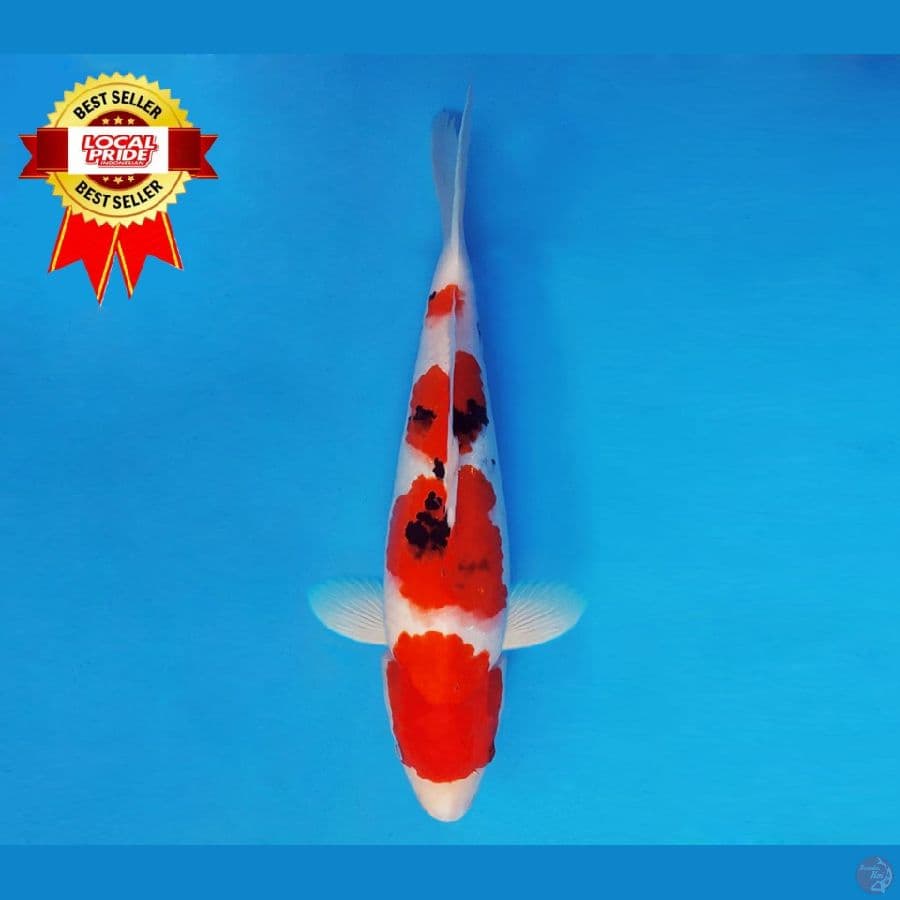 MAGOI 2 ~ Sanke 37 cm/fm ™