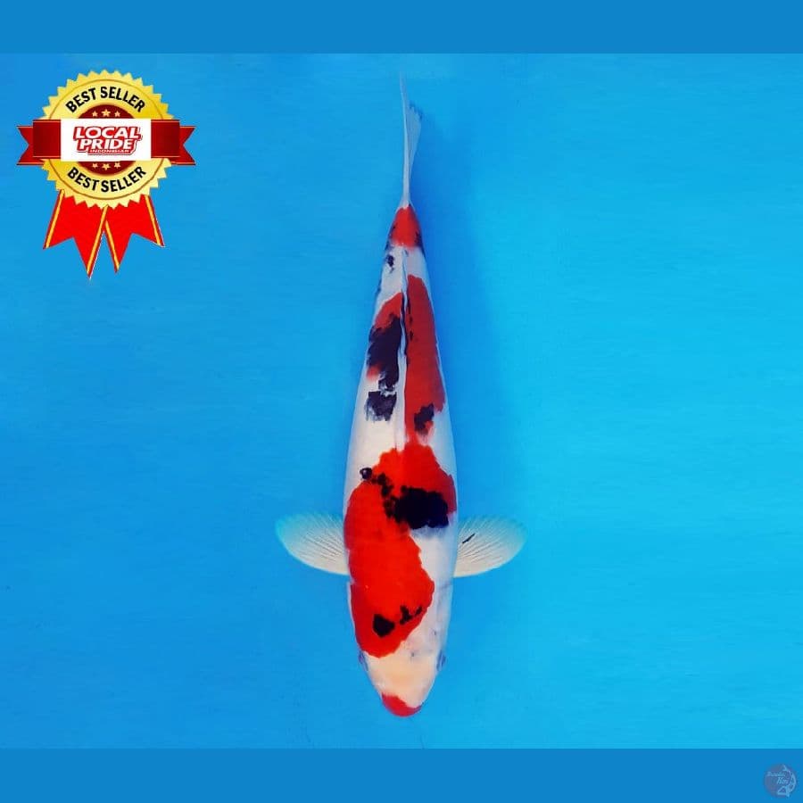 MAGOI 3 ~ Taisho Sanke 31 cm/fm ™