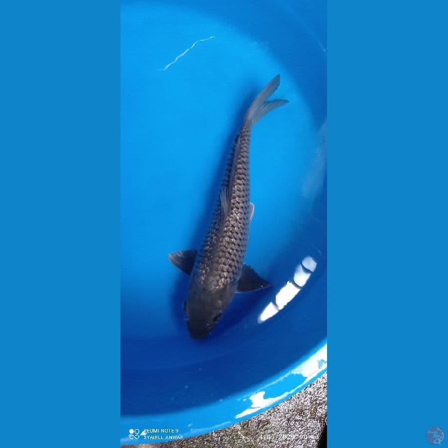 black Diamond 45 cm Male