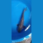 black Diamond 45 cm Male