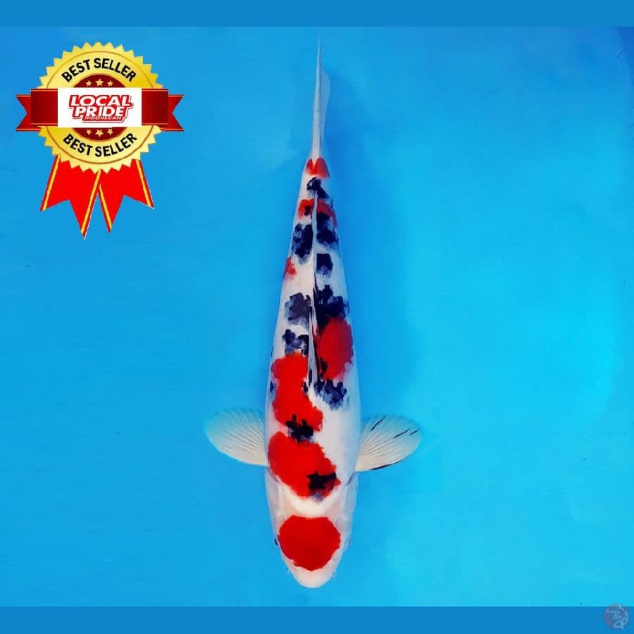 MAGOI 10 ~ Maruten Sanke 36 cm/male ™
