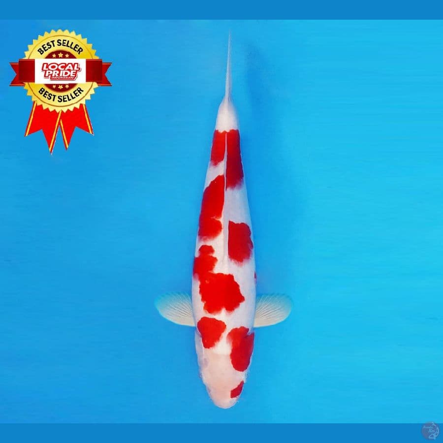 MAGOI 11 ~ Kohaku 32 cm/male ™