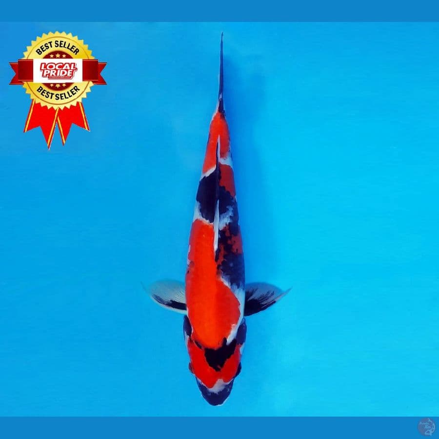 MAGOI 12 ~ Showa 36 cm/fm ™