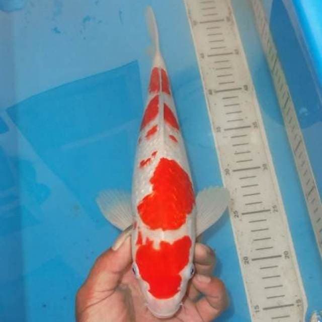 KINGINRIN MARUTEN KOHAKU 4STEP
