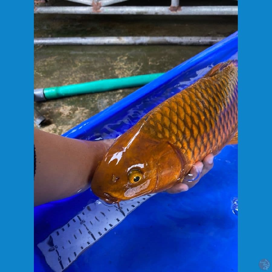 chagoi jantan 47 cm