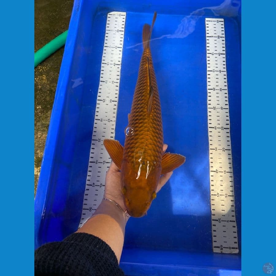 chagoi jantan 47 cm