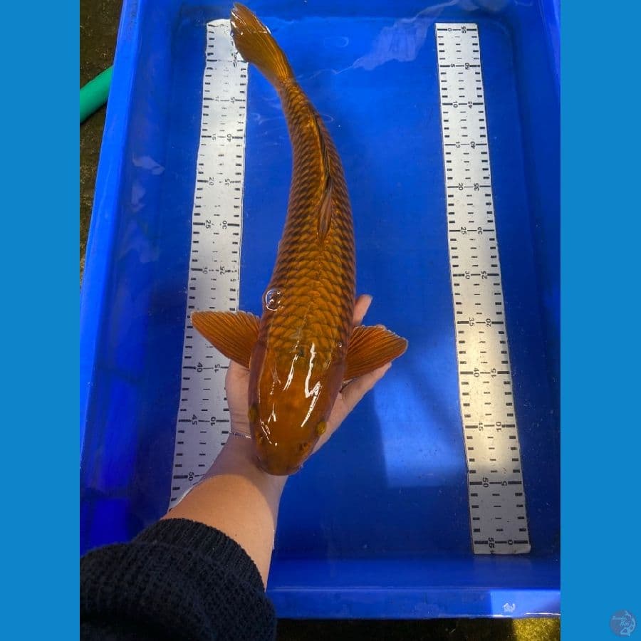 chagoi jantan 47 cm