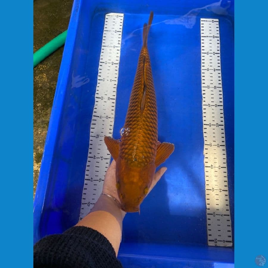 chagoi jantan 47 cm