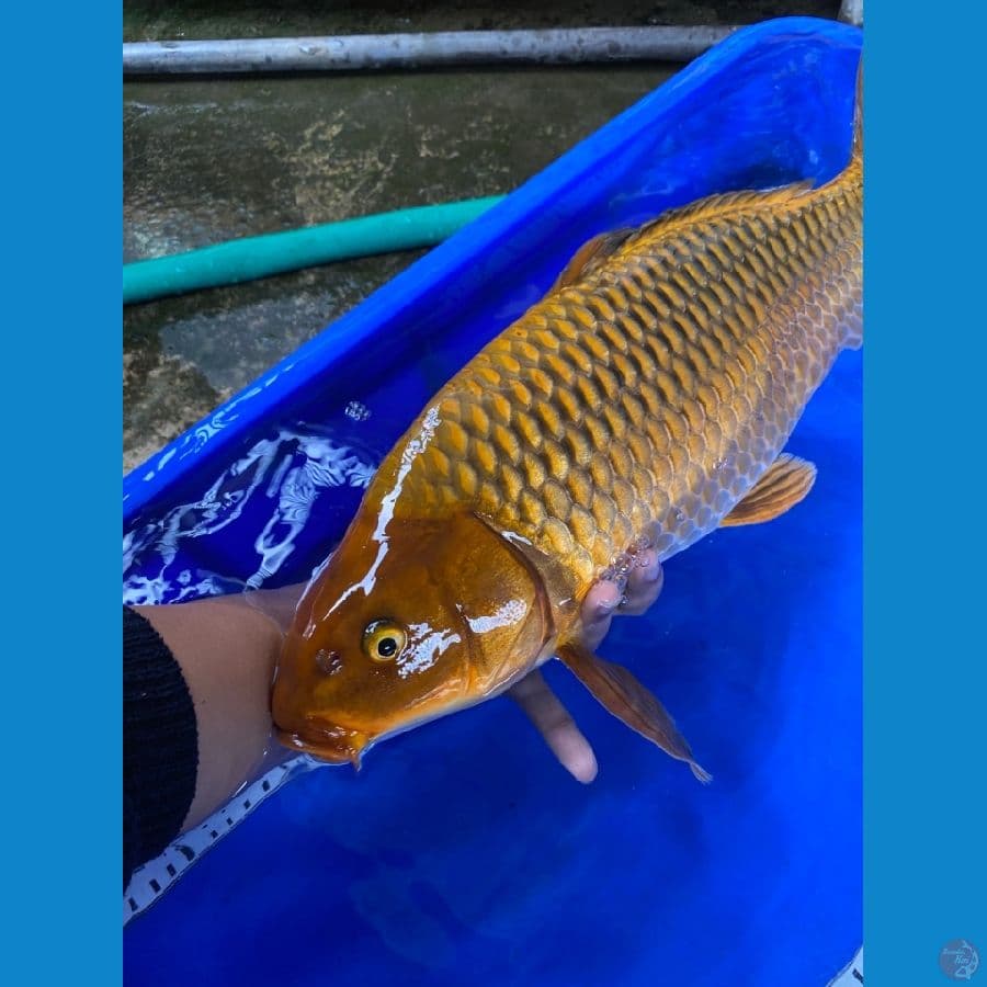 chagoi jantan punuk 47 cm