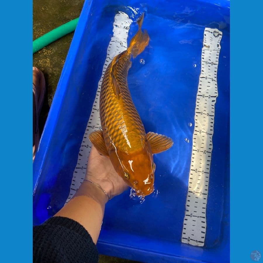 chagoi jantan punuk 47 cm