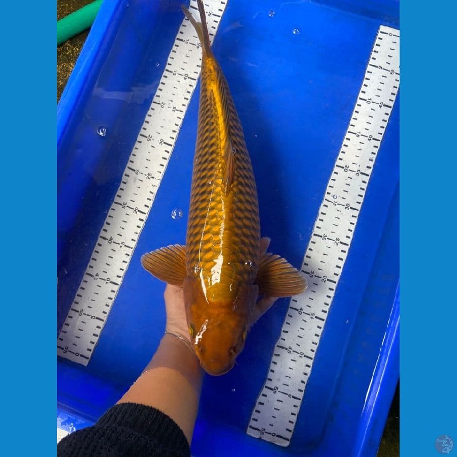 chagoi jantan punuk 47 cm