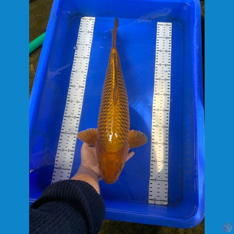 chagoi jantan punuk 47 cm