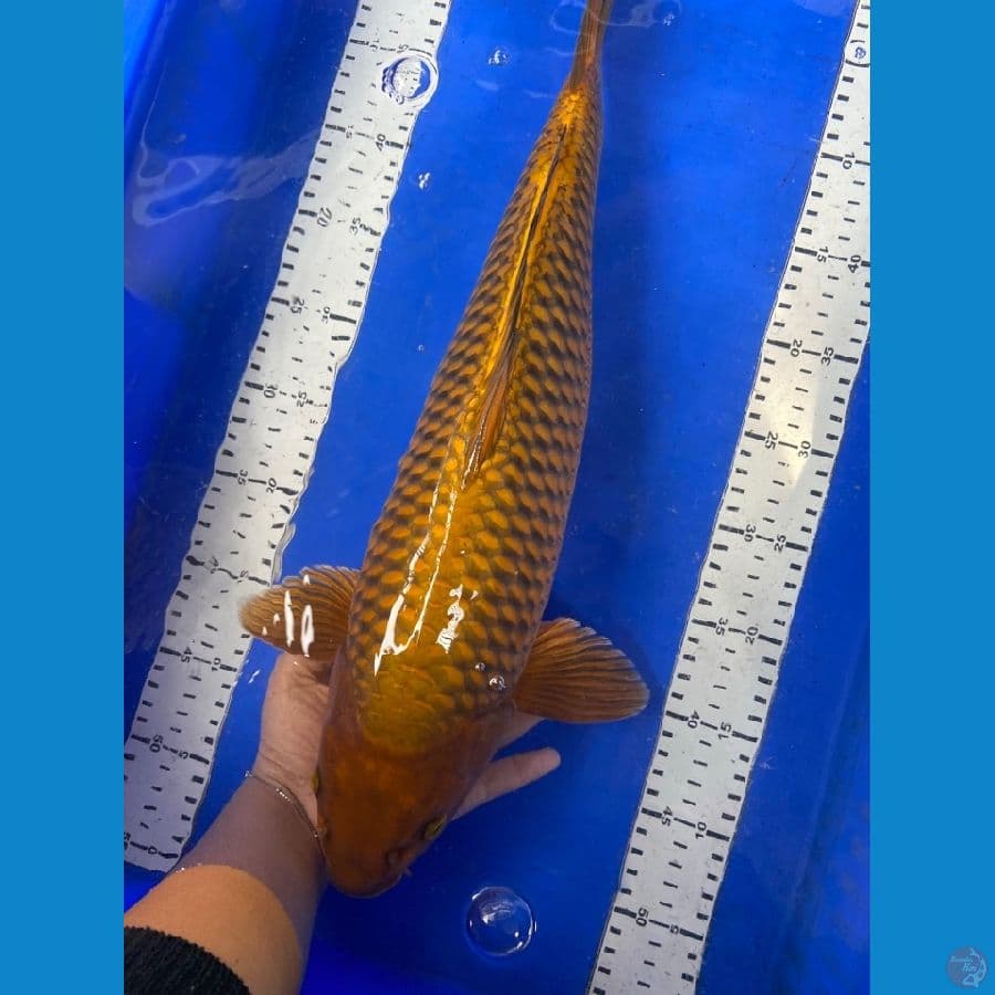 chagoi jantan punuk 47 cm