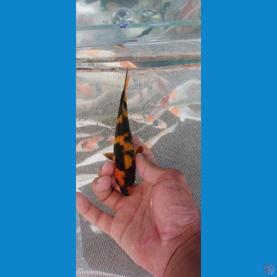 minion hiu 17cm