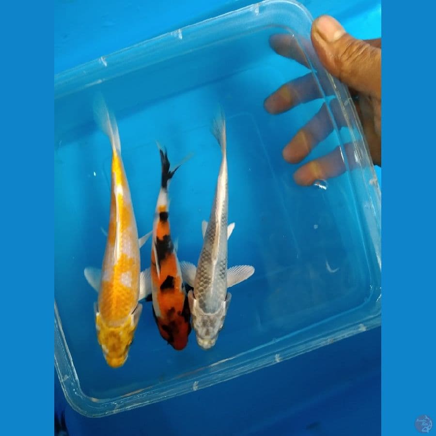 paket mix 3 ekor size 15BU