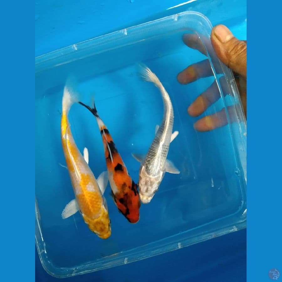 paket mix 3 ekor size 15BU