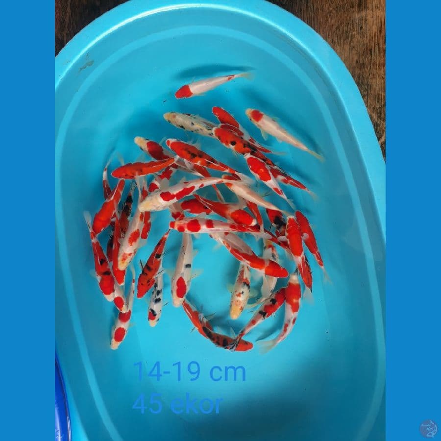 paket kohaku sanke merah strong