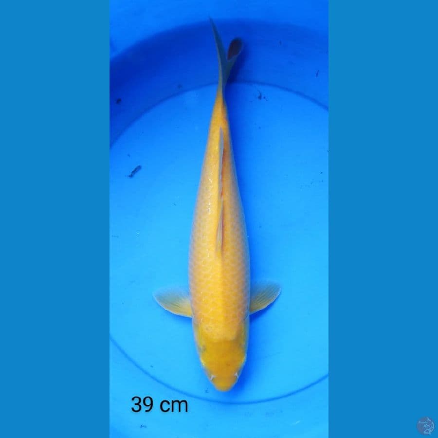 karashi jumbo 39 cm