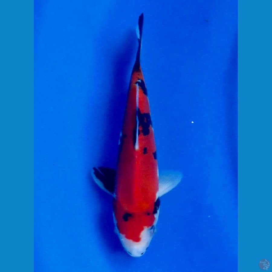 showa doitsu tategoi 22cm 