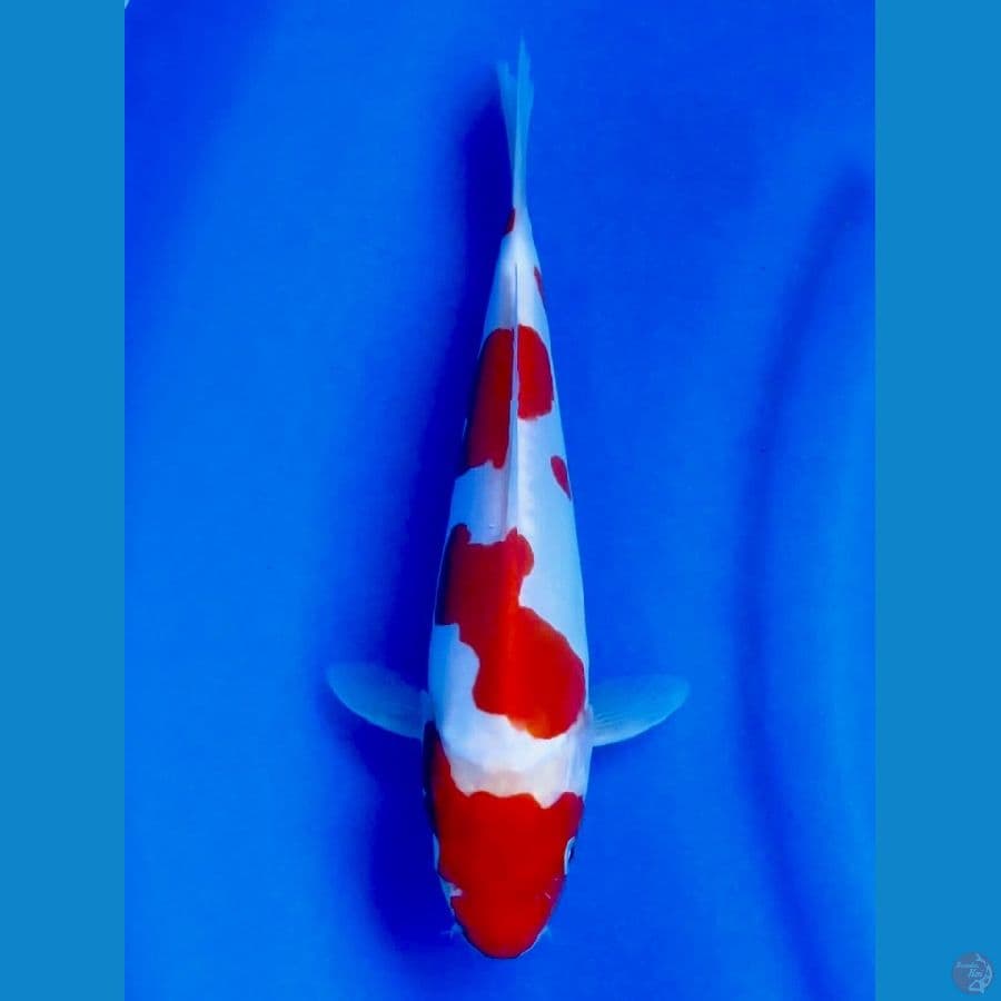 kohaku doitsu murni 25cm 