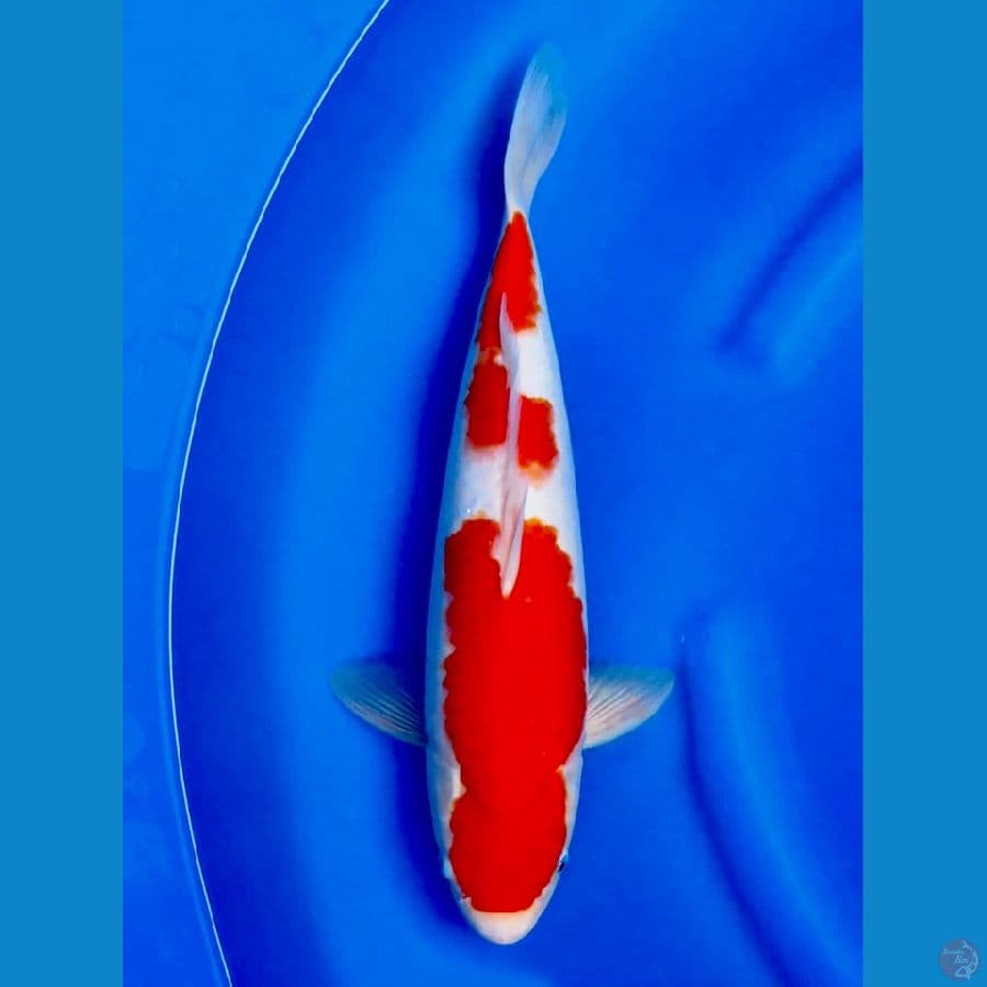 39cm , Kohaku F1