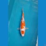 hariwake doit sq 23cm