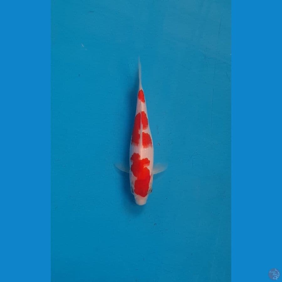 KOHAKU SQ