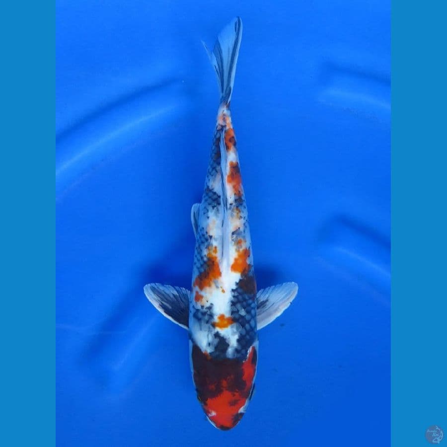 Kin Showa , 32cm