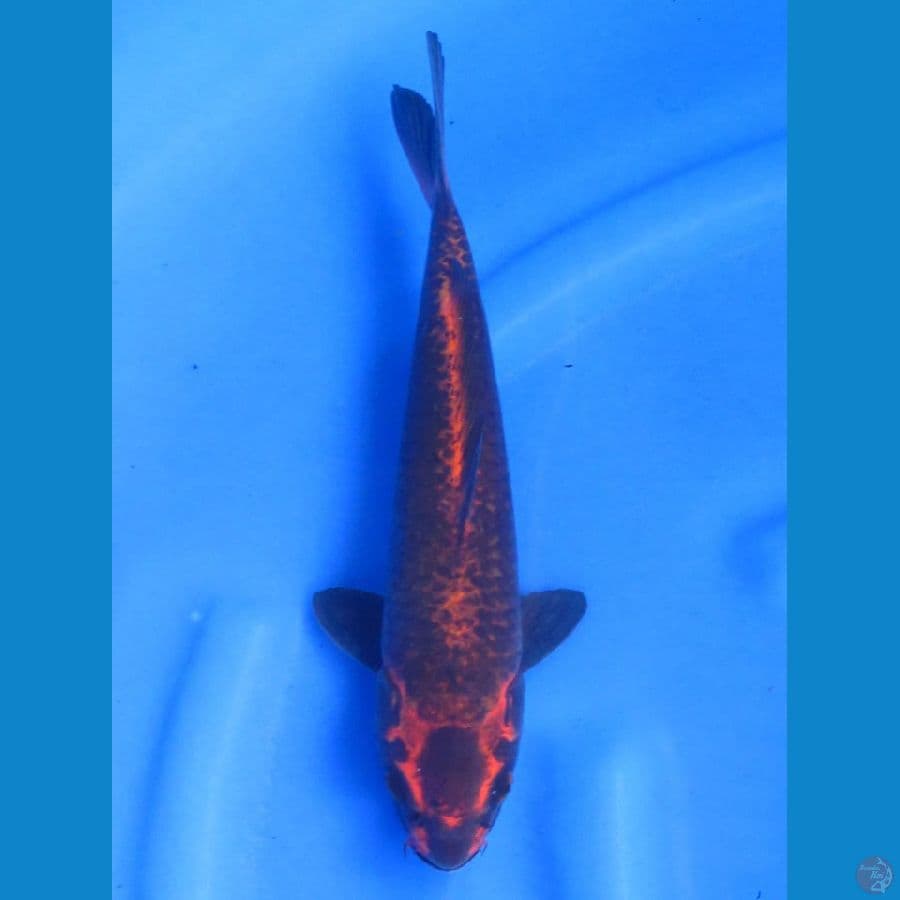 Super Koleksi Kawari , 30cm