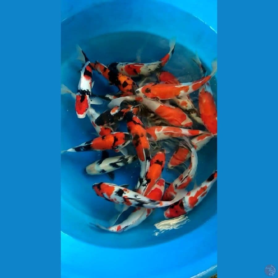 sowa size 24cm Sampai 28cm 