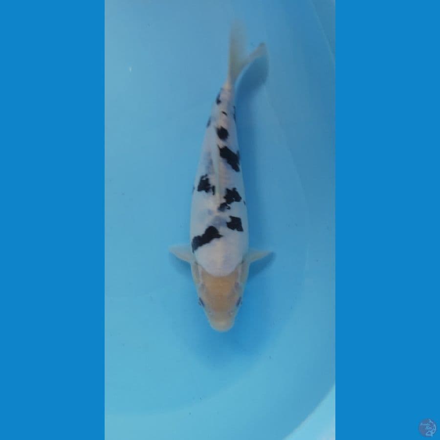 BEKKO DOIT MURNI 30CM MALE