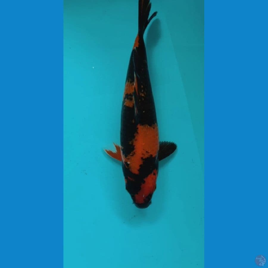 HIUTSHURI 29CM MALE