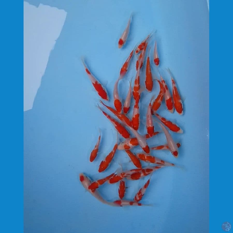 mix 20.ekor 8.10cm layak