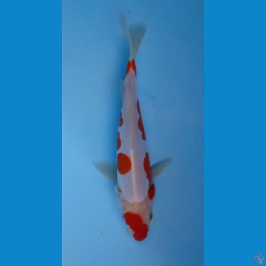 kohaaku doit 15cm