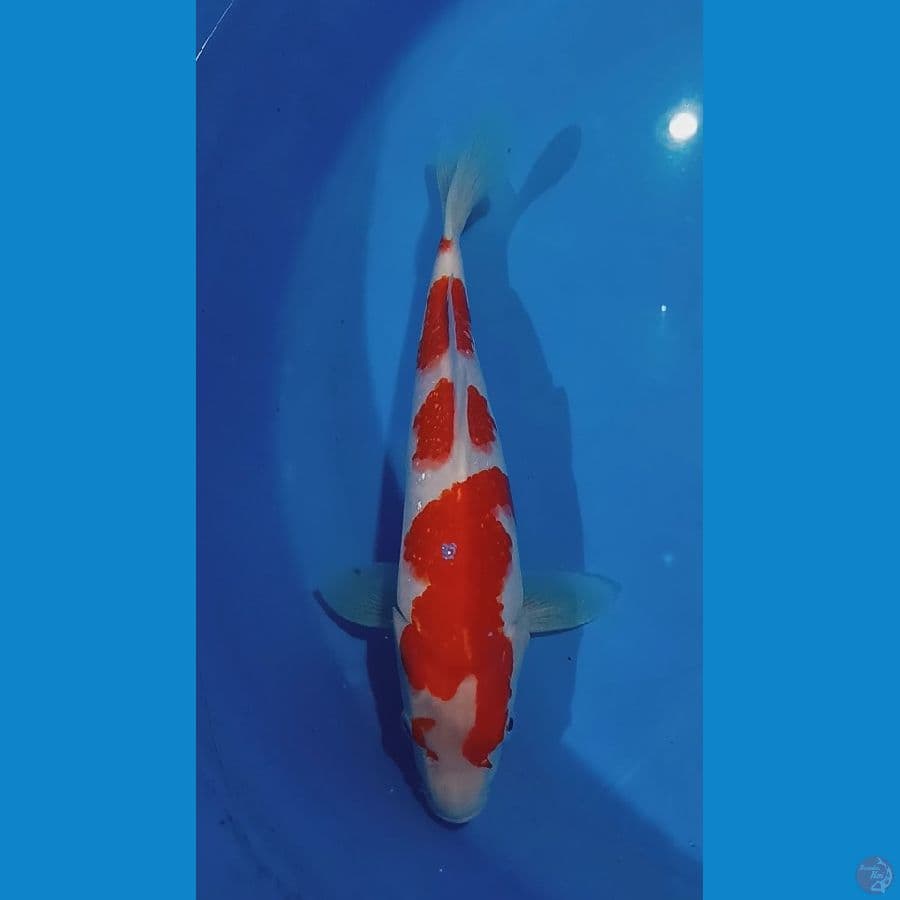 supreme kohaku 32 cm
