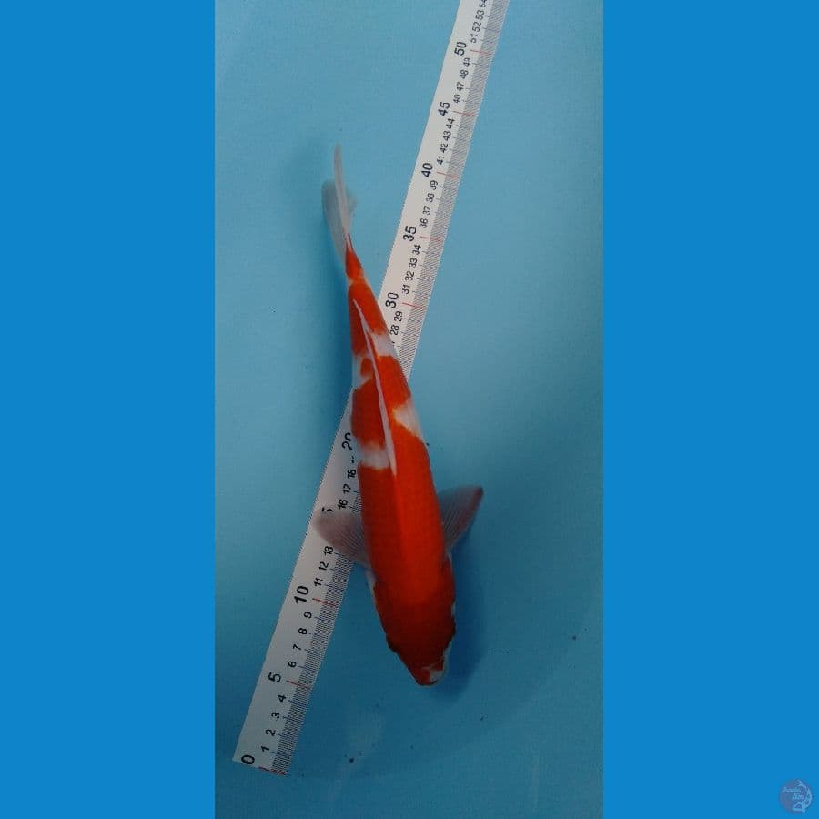 Kohaku 33cm